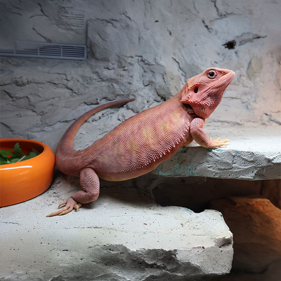 Crvena Bradata agama